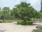 东莞市塘厦镇大坪嶂森林公园