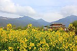 油菜花后的老房子