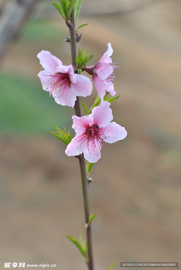 桃花儿