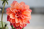 红花