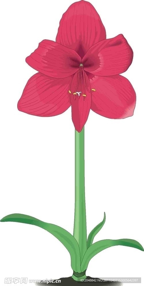 红花