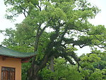 大树和古建筑一角