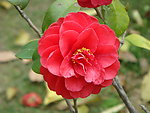 月季花