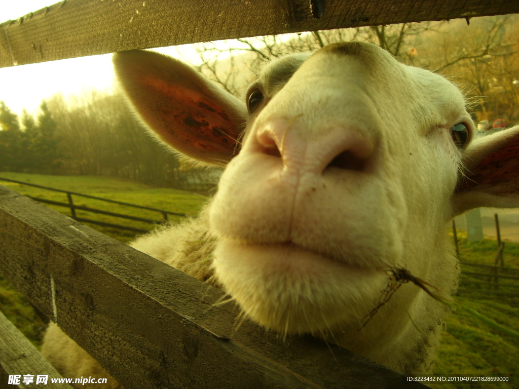 乡村绿草牧场微笑成年家养红山羊头的特写高清摄影大图-千库网