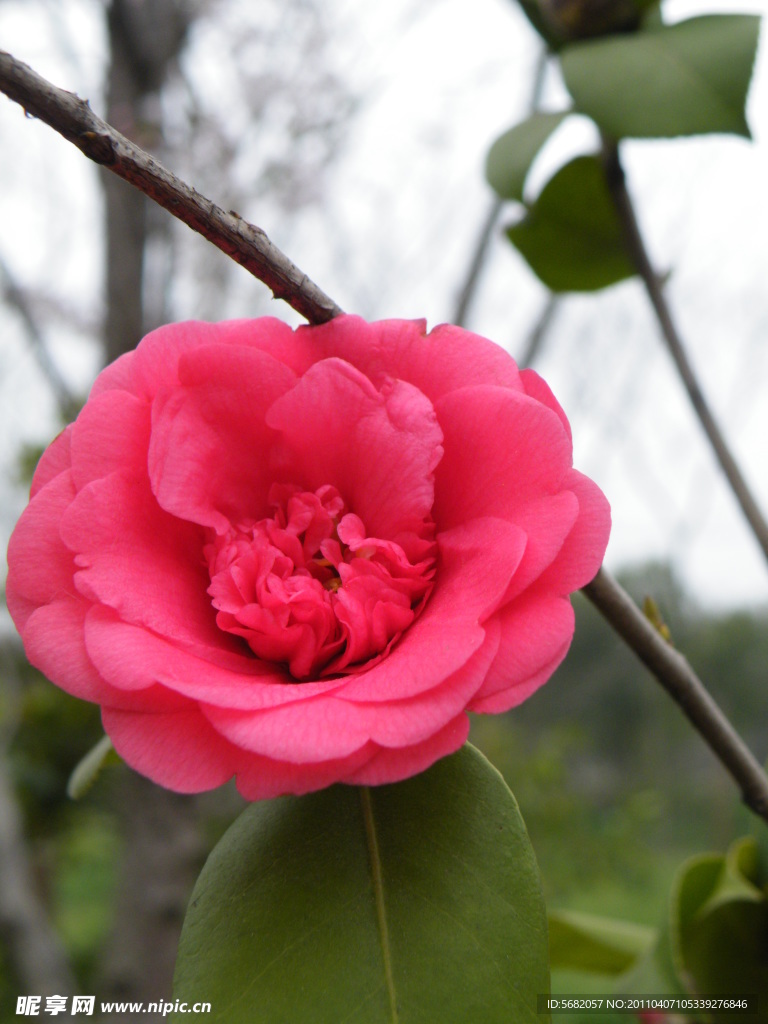 茶花