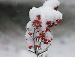 雪后花景