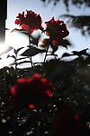 山茶花