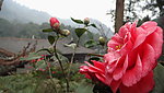 山茶花