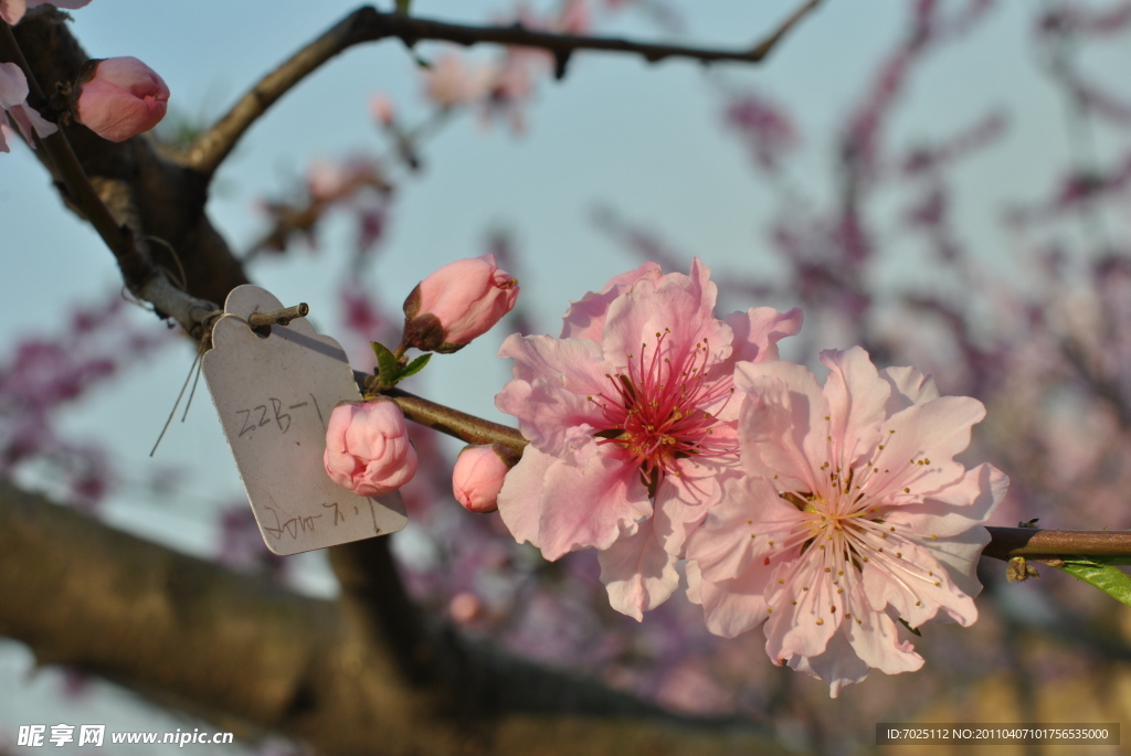 桃花儿