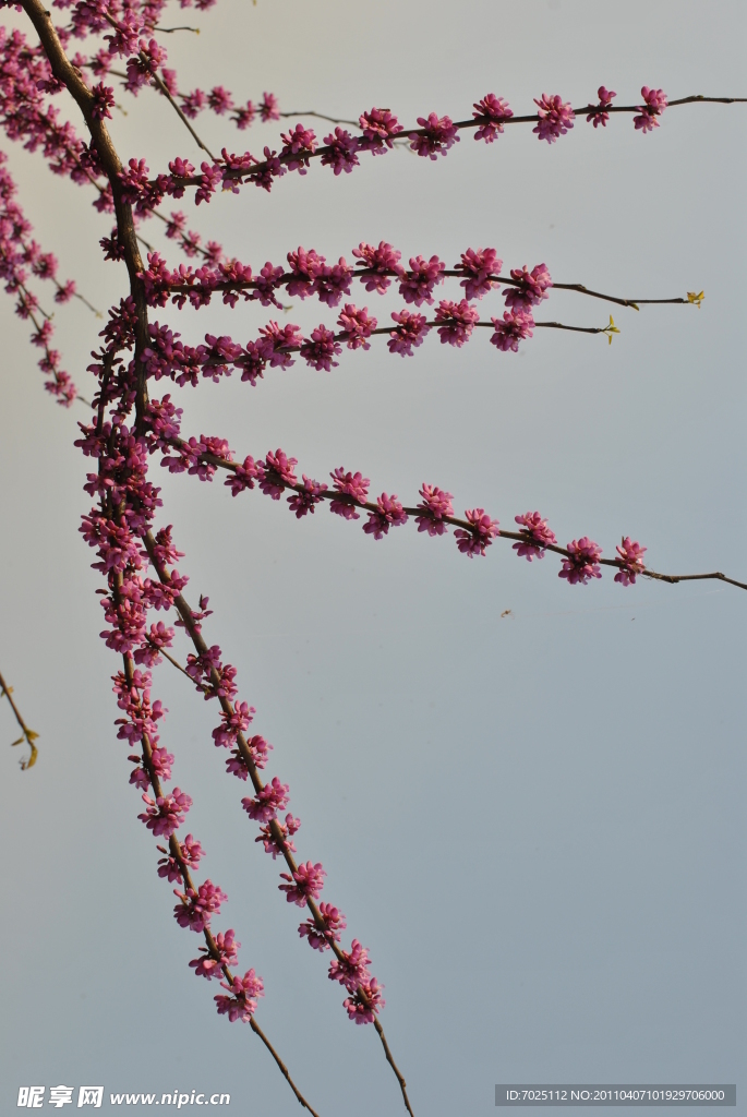 紫荆花
