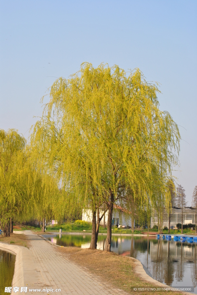 杨柳