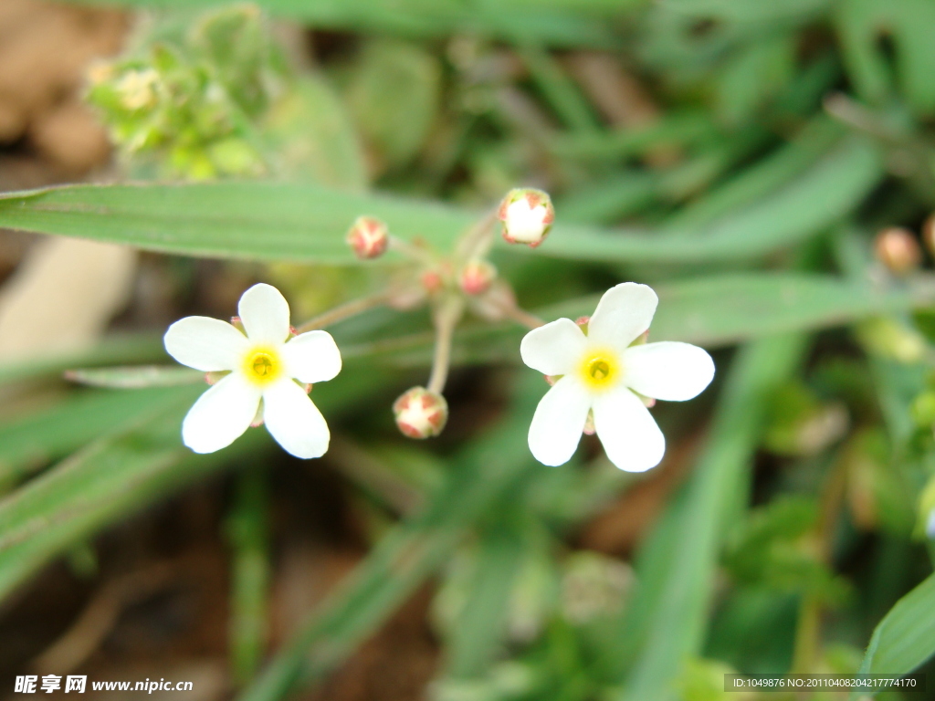 小白花
