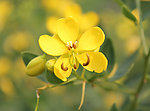 黄色小花