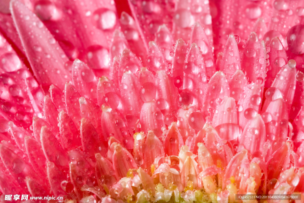 菊花水滴水珠