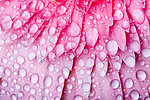 菊花瓣水滴水珠