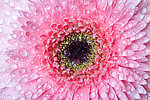 菊花水滴水珠