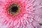 菊花水滴水珠