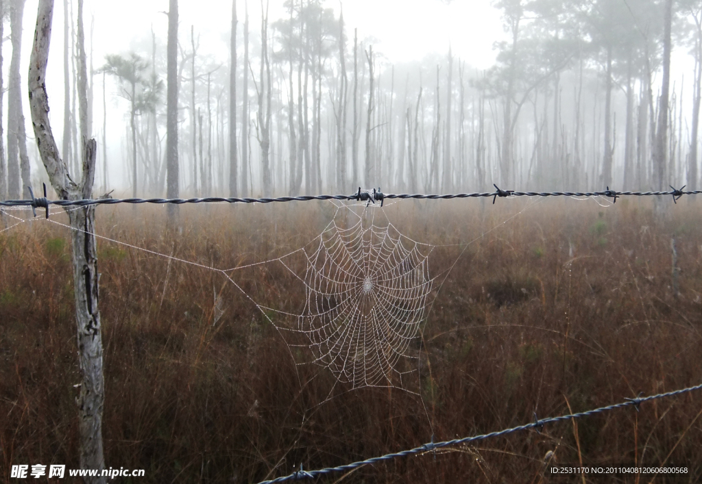 晨雾下的蜘蛛网