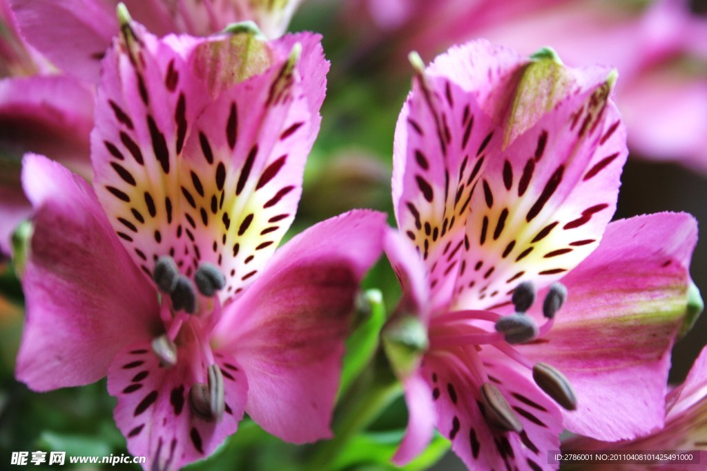 鲜花