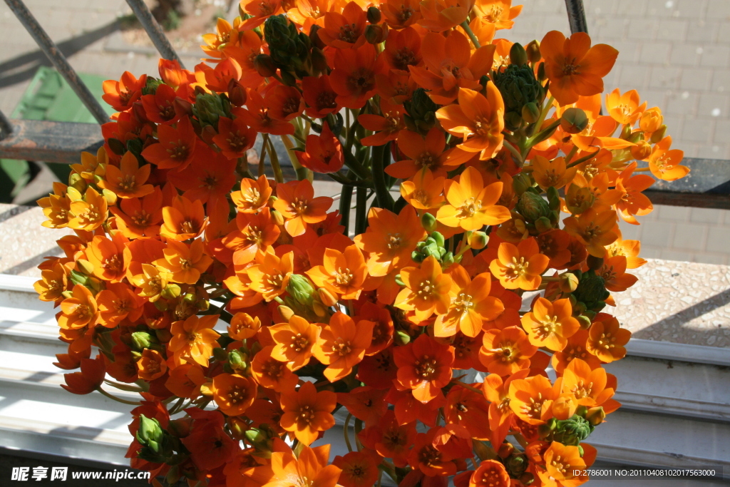 长寿花