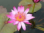 莲花