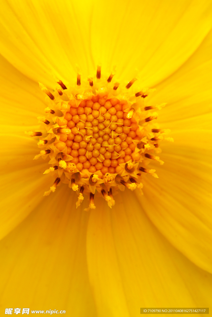 盛开的花蕾