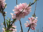 桃花盛开（特写）