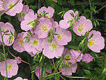 粉红野花