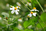 小花