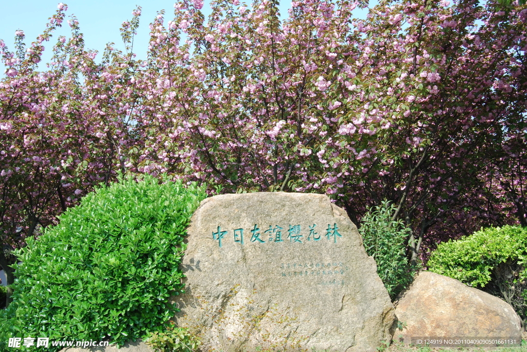 中日友好樱花林