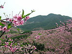 桃花山