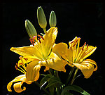 黄色百合花