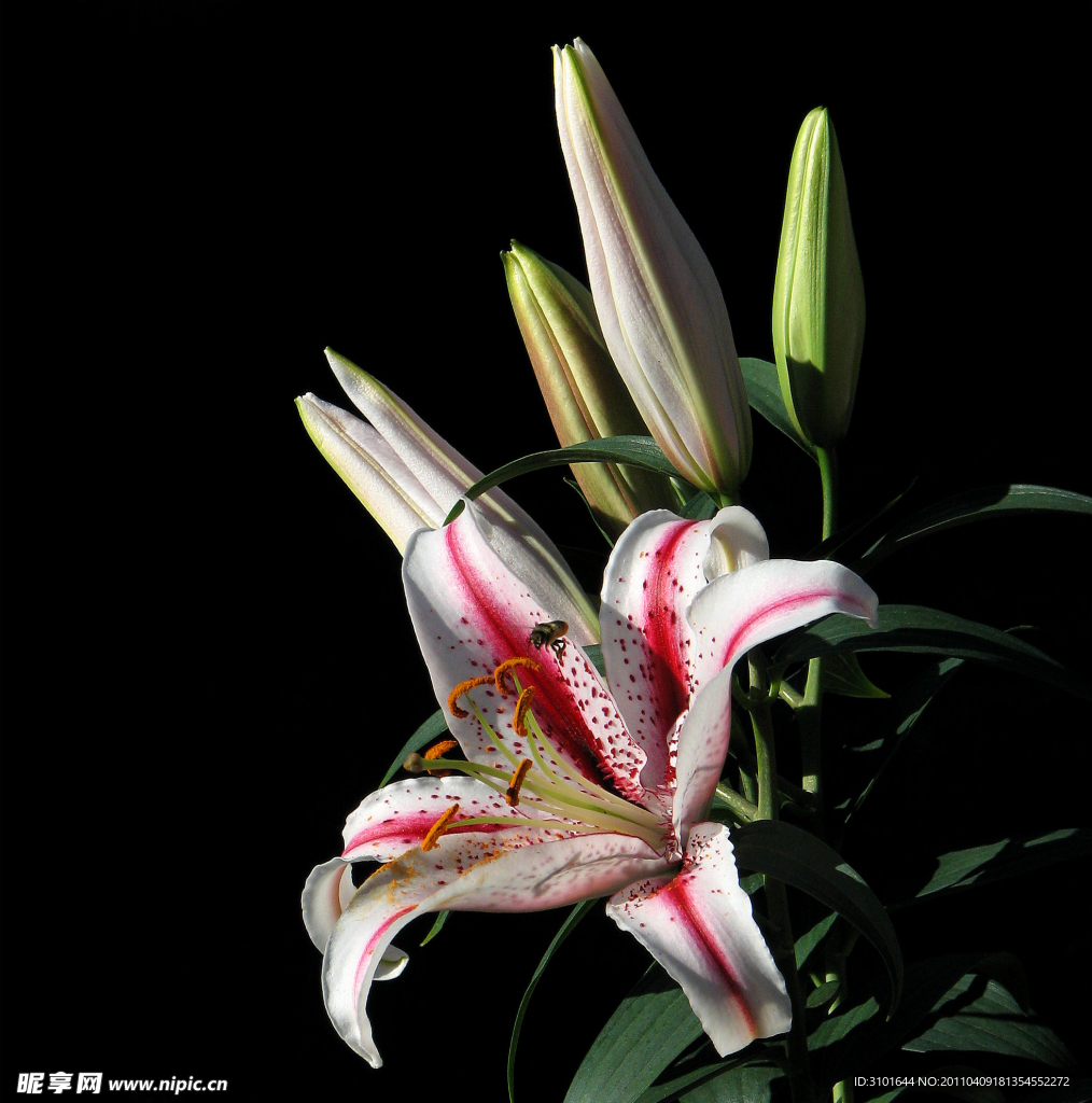 美丽的百合花
