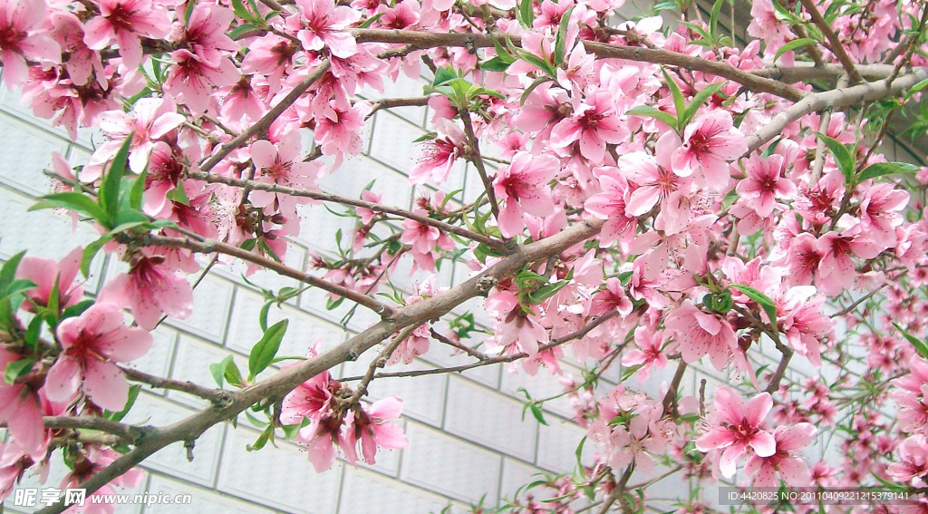 桃花