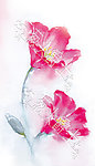 水彩小花