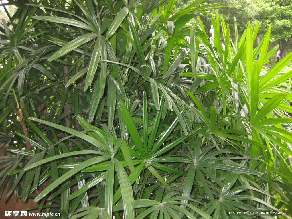 植物