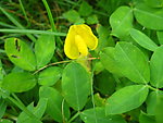 黄野花