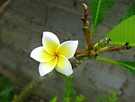 黄野花