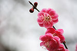 红梅