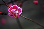 红梅