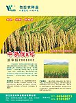 水稻中浙优8号杂志广告