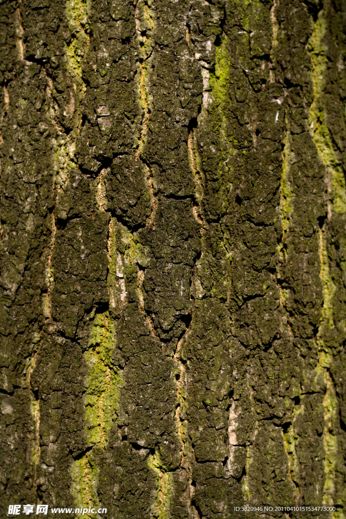 树木树纹高清图片