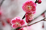 红梅