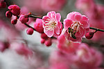 红梅