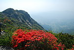 远山映山红