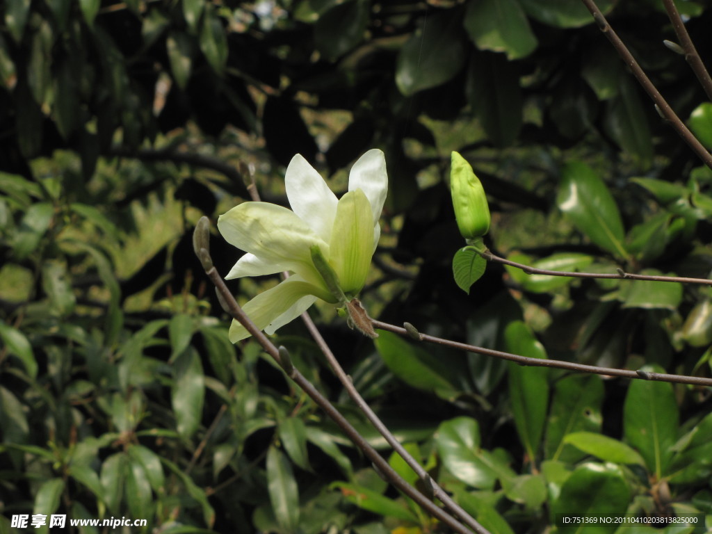 玉兰花 玉兰 黄玉兰 花苞