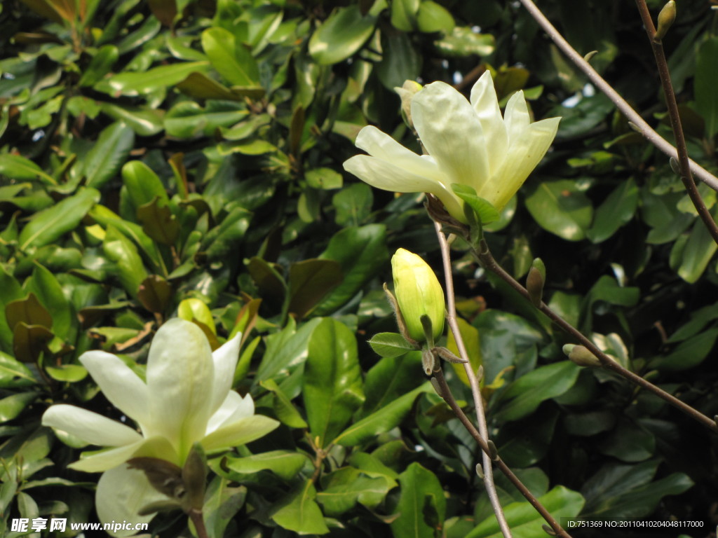 玉兰花 玉兰 黄玉兰 花苞