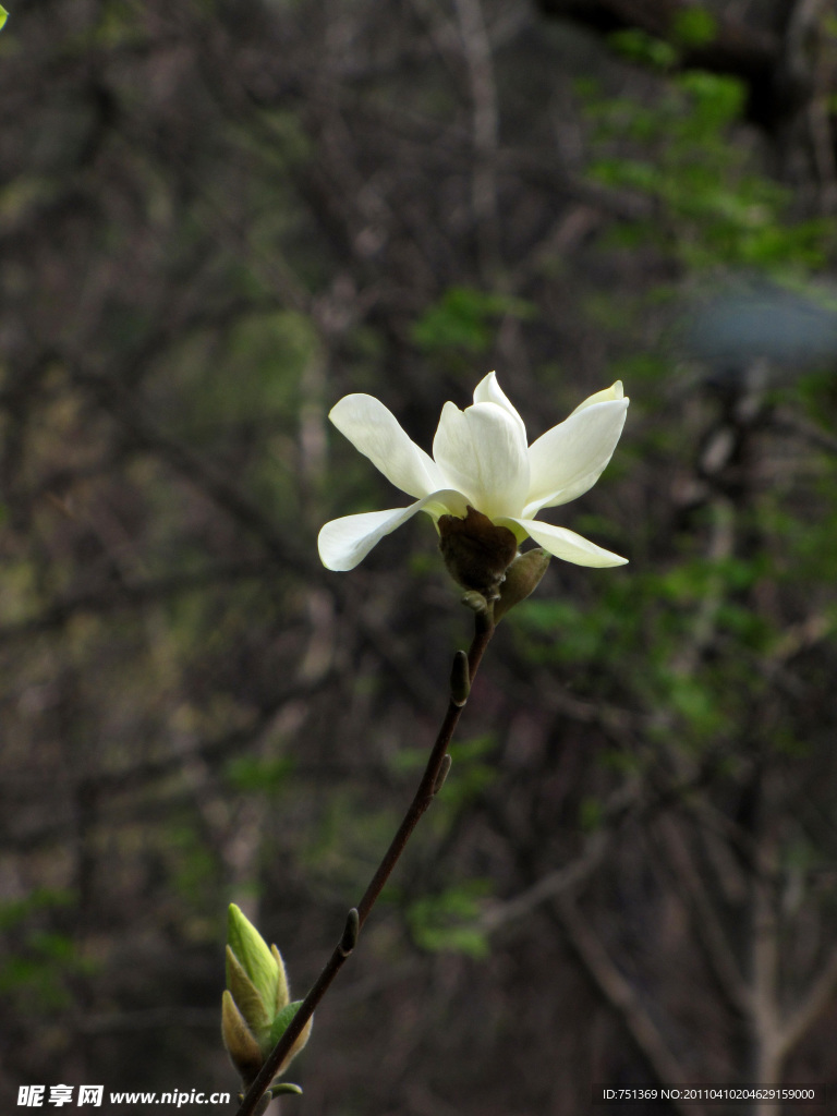 玉兰花 玉兰 黄玉兰