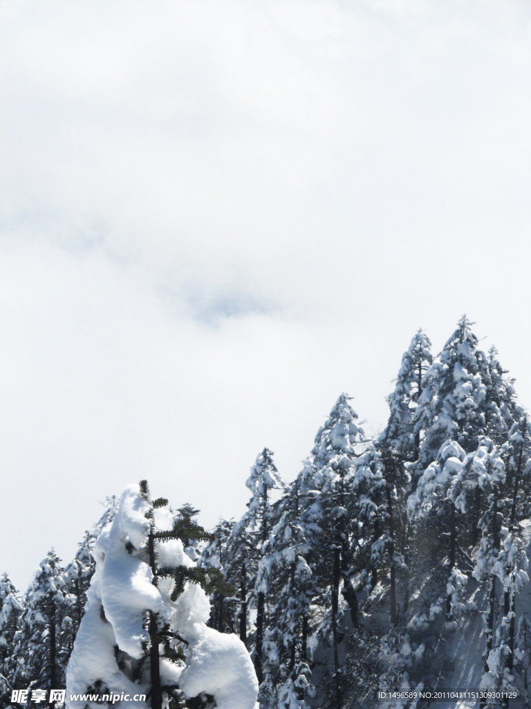 雪压青松