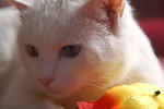 猫咪